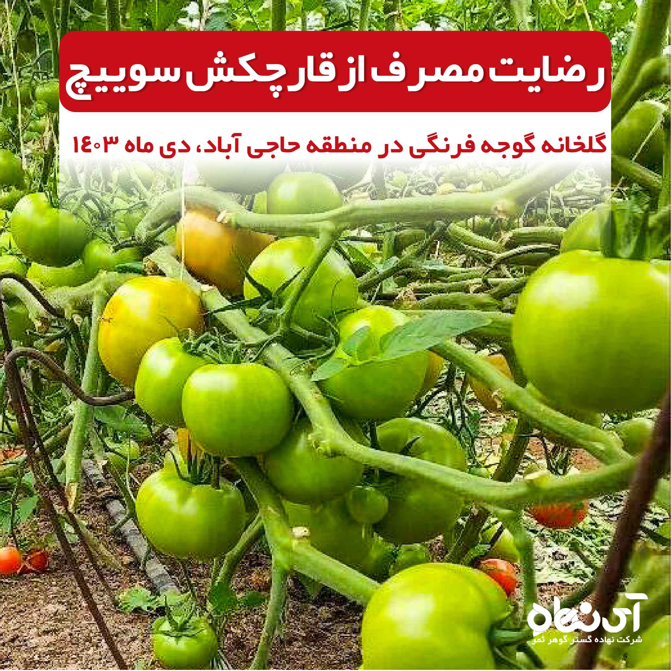 رضایت مصرف از قارچکش سوییچ حاجی آباد